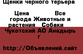 Щенки черного терьера › Цена ­ 35 000 - Все города Животные и растения » Собаки   . Чукотский АО,Анадырь г.